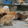 猫好きには楽園間違いなしの『猫島』3選　猫たちに会いにいくときのマナーもご紹介