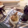 子猫を保護して家族に迎えた結果、先住犬たちが…『子猫を囲む会』を開催する光景が泣けると1万再生「優しくて涙出る」「幸せな気持ちになった」