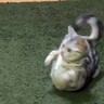 “ヘソ天”している猫を撮影しようとしたら、同居猫が物音を立ててしまい…『まさかの反応』に「反射神経めっちゃいい」「かわいすぎる」
