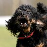 犬が人に喋りかけてくる心理4選　愛犬が一生懸命鳴いているときにすべき飼い主さんの対応とは？