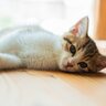 愛猫が『腹痛』を起こしている3つのサイン　見られたら即受診したほうがいい？