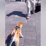 単身赴任中のお父さんと久々の再会を果たした犬→感動の光景と『あっさりすぎる結末』が19万再生「歓迎短いｗ」「意外とドライで笑ったｗ」