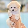 小さな子犬が『初めてのトリミング』に挑戦したら…ため息が出るほど可愛いお姿が4万再生「眠たくなっちゃうのヤバい」「癒し」海外からも絶賛