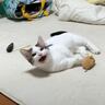 パパが『おいで』と膝の上に呼ぶと、子猫が…もん絶必至のたまらない光景に「可愛過ぎてビックリ」「1億回くらい撫でたい」と46万再生の反響