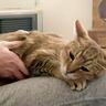 飼い主さんの膝の上で完全にくつろぐ猫→ぜんぜん動こうとしない姿がたまらないと220万表示「最高に愛おしい」「トイレ行けないｗ」