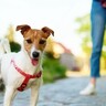 犬の飼い主のありえない『マナー違反』5選　公共の場で絶対NGな他人への迷惑行為とは