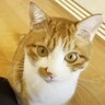 名前を呼ぶと『どこでも駆けつける猫』…なんとか辿り着こうとする姿に悶絶する人続出「愛おしくてたまらない」「抱きしめたくなる」