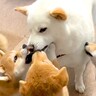 犬の赤ちゃんがお父さんと『おもちゃの取り合い』をした結果…優しさしかない『平和すぎる攻防戦』が尊いと14万再生「良い家族」「癒される」