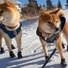 大寒波到来で-34℃…柴犬が苦手な防寒具フル装備で散歩に行く姿が19万再生「明らかに嫌そうで可愛いｗ」「想像を絶する寒さ」の声