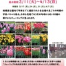 入場無料　チューリップのパネル展　県立相模原公園で開催中