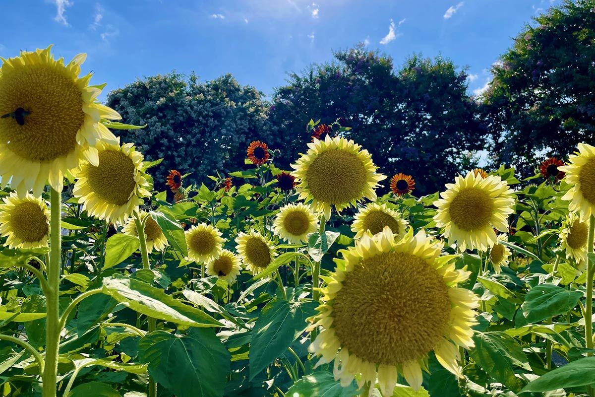 10万本のひまわりが咲く絶景！奈良・馬見丘陵公園であおぞらマルシェ