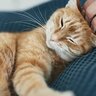 これは赤い糸？10年前に亡くした愛猫と「そっくりな猫」に「同じような状況」で出会う！米国