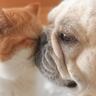 『犬と猫の暮らしはどんな感じになるんだろうと思っていたら…』想像もしていなかった『3ヶ月後の姿』が話題に「究極の癒し」「愛おしすぎる」