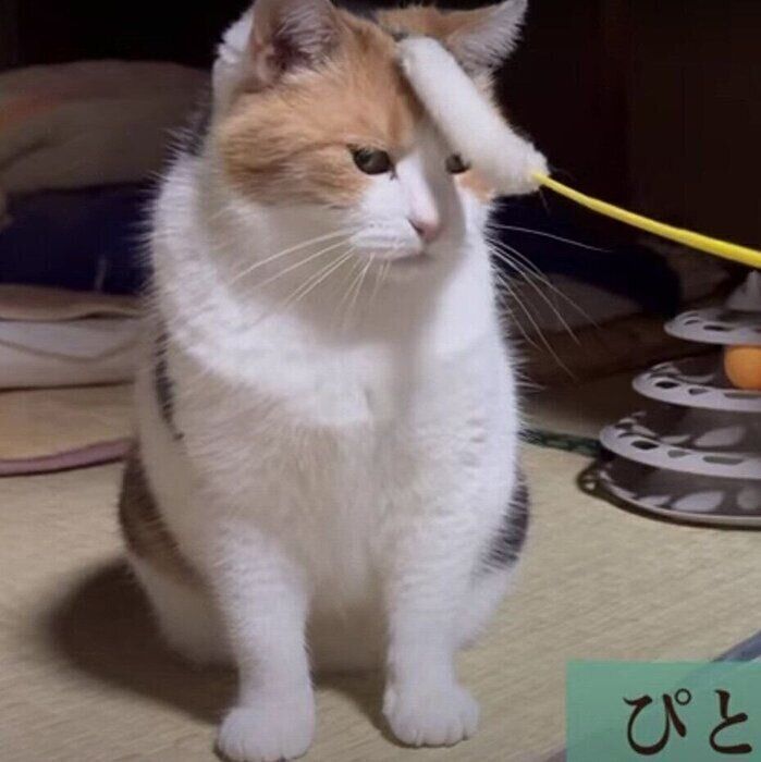 みもじ猫 家族が寝静まった家で夜遊び 猫じゃらしで遊ぶ三毛猫がかわいすぎた