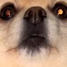 部屋から出てこない犬→具合が悪いと思い病院に行ったら…たまらず吹き出す『衝撃的な診断結果』が17万再生「面白ｗｗ」「可愛くて泣く」
