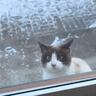 『－10℃の極寒』毎日来ていた猫が急に現れなくなって7日後…まさかの光景に涙が止まらないと124万再生「号泣」「泣けてきちゃったよ」