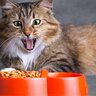 猫が食べ物を『好き嫌いしている』ときの3つの対策　食べ方の違いに見る選り好みのサインも解説
