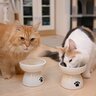 愛猫が『食べている最中』にしてはいけない禁止行為3選とその理由　思わぬトラブルのもとに