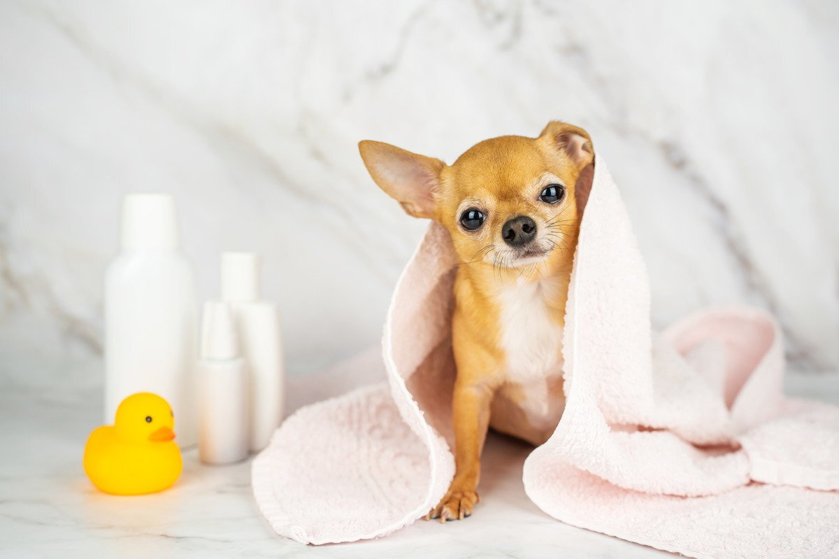 老 セール 犬 シャンプー 頻度