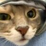 『動物病院』に連れてこられた猫→キャリーバッグからそっと顔を出して…微笑ましすぎる光景が63万表示「めっちゃ好き」「可愛い」