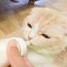 食欲のない猫と犬に哺乳瓶でミルクをあげたら…思わず『赤ちゃん返り』する姿が可愛すぎると13万再生「破壊力が」「思わず笑った」の声