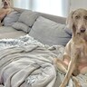 『まともな犬がいない…』2匹の大型犬が"人間化"した結果…まさかの光景が面白すぎると680万表示「おっさんいて草」「面構えが違う」と爆笑