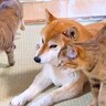 柴犬に次々と甘えにくる猫たち…それでも『平等に愛情を注ぐ姿』が尊すぎると38万再生「優しい…本当の母親みたい」「みんなの太陽」と感動