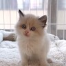 雨の夜、ドブの中で鳴いていた『ラグドールの子猫』が保護されて…お家での様子に癒される人が続出「救っていただきありがとう」「可愛すぎる」