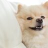 犬が無理に笑う『ストレススマイル』とは　ネガティブな理由が隠されているかも？見分ける方法まで