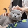 猫でピアノを弾いてみた結果…穏やかな表情だった猫が『豹変する姿』に爆笑する人続出「追加攻撃で草」「急にド突かれて笑った」