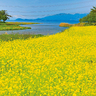 【2024年春・初夏】福島県内で菜の花・ネモフィラ・フジが楽しめるおすすめスポット5選
