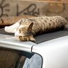 「走行中の車に屋根に猫がしがみついている！」男性が追いかけ、無事猫の救出に成功　米国