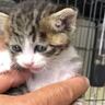 生後1日目で育児放棄された猫→家族に迎えて約5年が経過したら…成長の軌跡と"現在の様子"に感動「素晴らしいご縁」「可愛いね」
