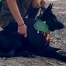 ドッグランで遊び方がわからず、全く動かなかった大型犬…想像もできなかった『現在の光景』に感動の声「走ってる姿に泣けた」と23万再生
