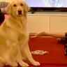 ストレッチをしていたら、隣にいた大型犬が…まさかの『勘違いで迷惑そうにする光景』が7万再生「報酬は大事よね」「健気で可愛い」と絶賛