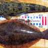 サーフエリアでのボートルアー釣行で51cmヒラメに55cmマゴチをキャッチ！【兵庫】