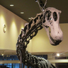 この夏、恐竜時代へタイムスリップ！　丹波竜化石工房で夏期特別展「BIGs