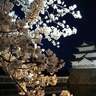 【新発田城×夜桜】屋台アリの“春まつり”も開催♪新発田市「新発田城址公園」【新潟県の桜名所・お花見スポット特集2025】