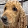 ロングヘアがうねうねになっている犬→お風呂でシャンプーした結果…『まるでCMのようなビフォーアフター』に「男前になった」「きれい！」