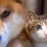 『お腹を壊した犬』のために猫が『看病』に来て…尊すぎるツーショットに『可愛さしかない』と35万5000再生「優しい」「オテテが…ｗ」