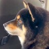 臆病な犬が『車で動物病院に行くことを察知した』結果…必死に訴える姿が可愛すぎると156万表示「気持ち分かるよ…俺も嫌やもん」共感の声も