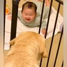 0歳の赤ちゃんがいる部屋に入ってきた『2匹の大型犬』→まさかの『物々交換を申し出る光景』に「ドロボーｗ」「可愛いが大渋滞してる」の声