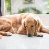 犬が飼い主から『離れて座る』心理6選　近づいてくれないワケや正しい対応まで解説