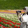 オホーツクでお花探しの旅！見ごろのチューリップと芝桜に囲まれて春爛漫