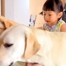 女の子が保育園に行こうとした結果…大型犬が見せた『まさかの阻止』が可愛すぎると23万再生「まさにサンドイッチｗ」「ほのぼの3姉妹」