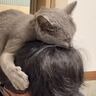 娘婿への『愛が止まらない元ボス猫』→あまりにも『幸せすぎる発表の様子』が泣けると13万再生「なんか泣けてきた」「本物の愛だ」の声