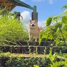 犬と空港近くでお散歩をしていたら、お姉ちゃんが現れ…再会で『感情が大爆発する姿』が感動的だと7万再生「まるでドラマ」「泣けてきた」