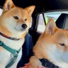 手術のために車で病院に来たら、一緒にいた犬たちが…『ママだいじょうぶ？』健気すぎる光景が10万再生「可愛い見守り隊」「心配だよね」