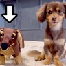 犬に『自分にそっくりなぬいぐるみ』を渡したら…まさかの『無慈悲すぎる対応』が20万再生「勝ち誇った顔で草」「達成感伝わってきたｗ」と爆笑