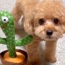 『声真似するおもちゃ』を犬の隣に置いたら…芸人顔負けの『コントのような二度見』が4800万再生「間が最高ｗ」「なんだコイツって顔で草」